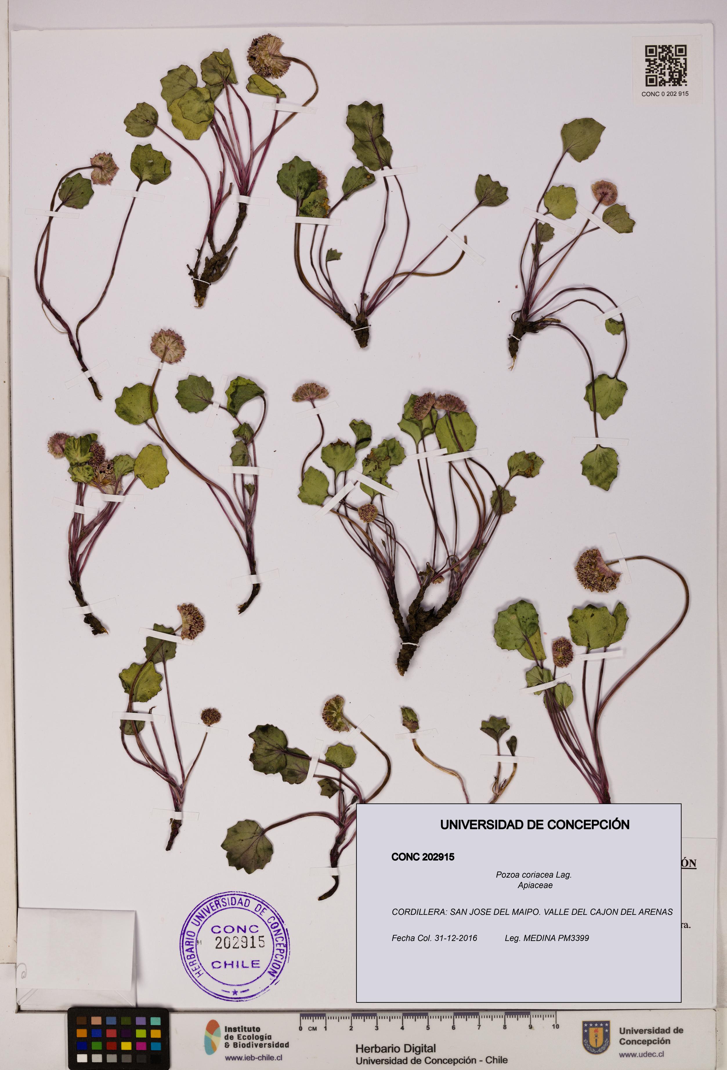 Pozoa coriacea [Espécimen: UDEC:CONC:0202915]