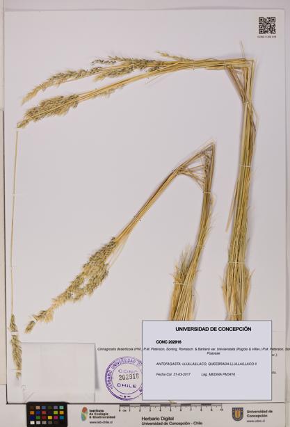 Cinnagrostis deserticola var. breviaristata [Espécimen: UDEC:CONC:0202916]