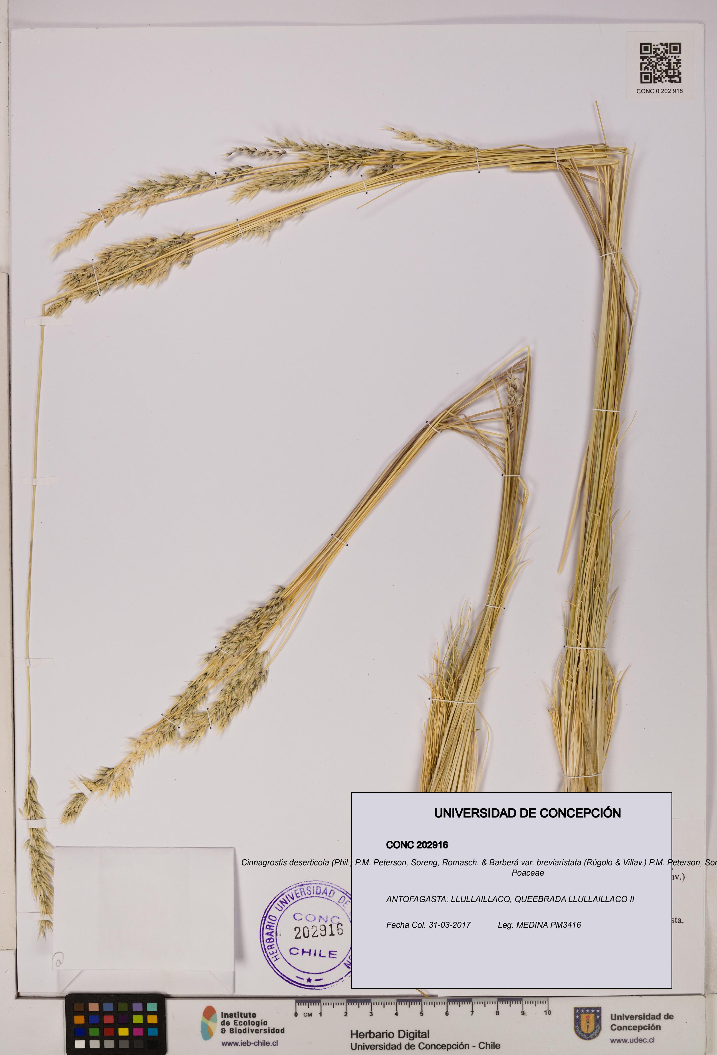 Cinnagrostis deserticola var. breviaristata [Espécimen: UDEC:CONC:0202916]