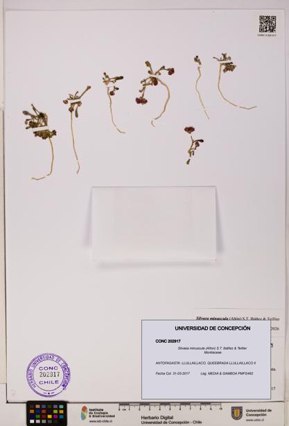 Silvaea minuscula [Espécimen: UDEC:CONC:0202917]