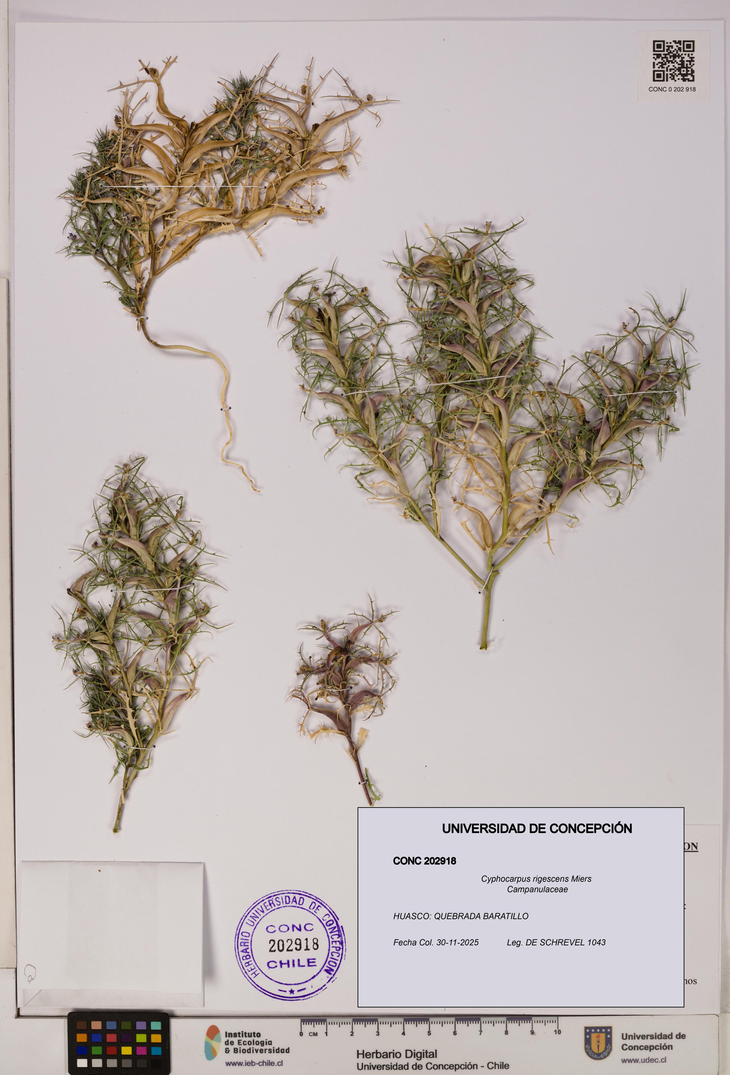 Cyphocarpus rigescens [Espécimen: UDEC:CONC:0202918]