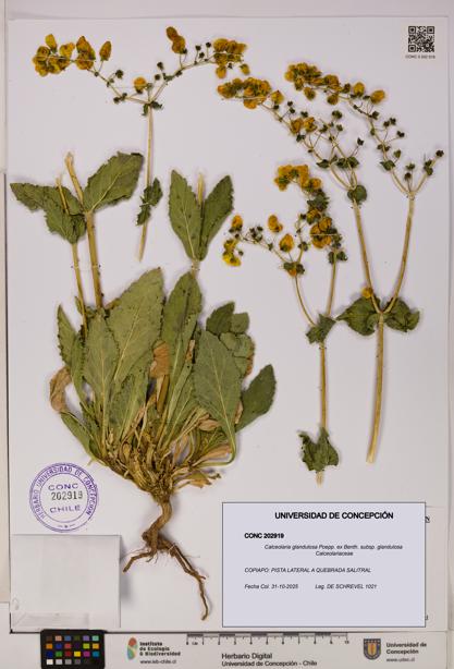 Calceolaria glandulosa [Espécimen: UDEC:CONC:0202919]