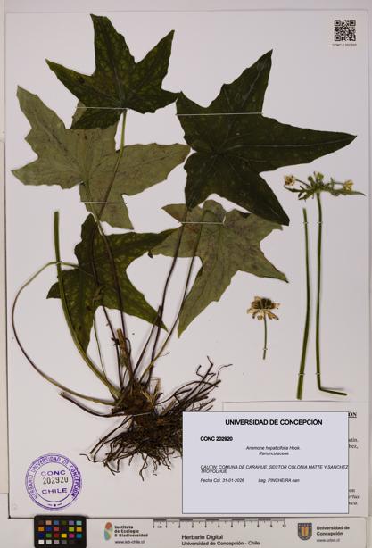 Anemone hepaticifolia [Espécimen: UDEC:CONC:0202920]