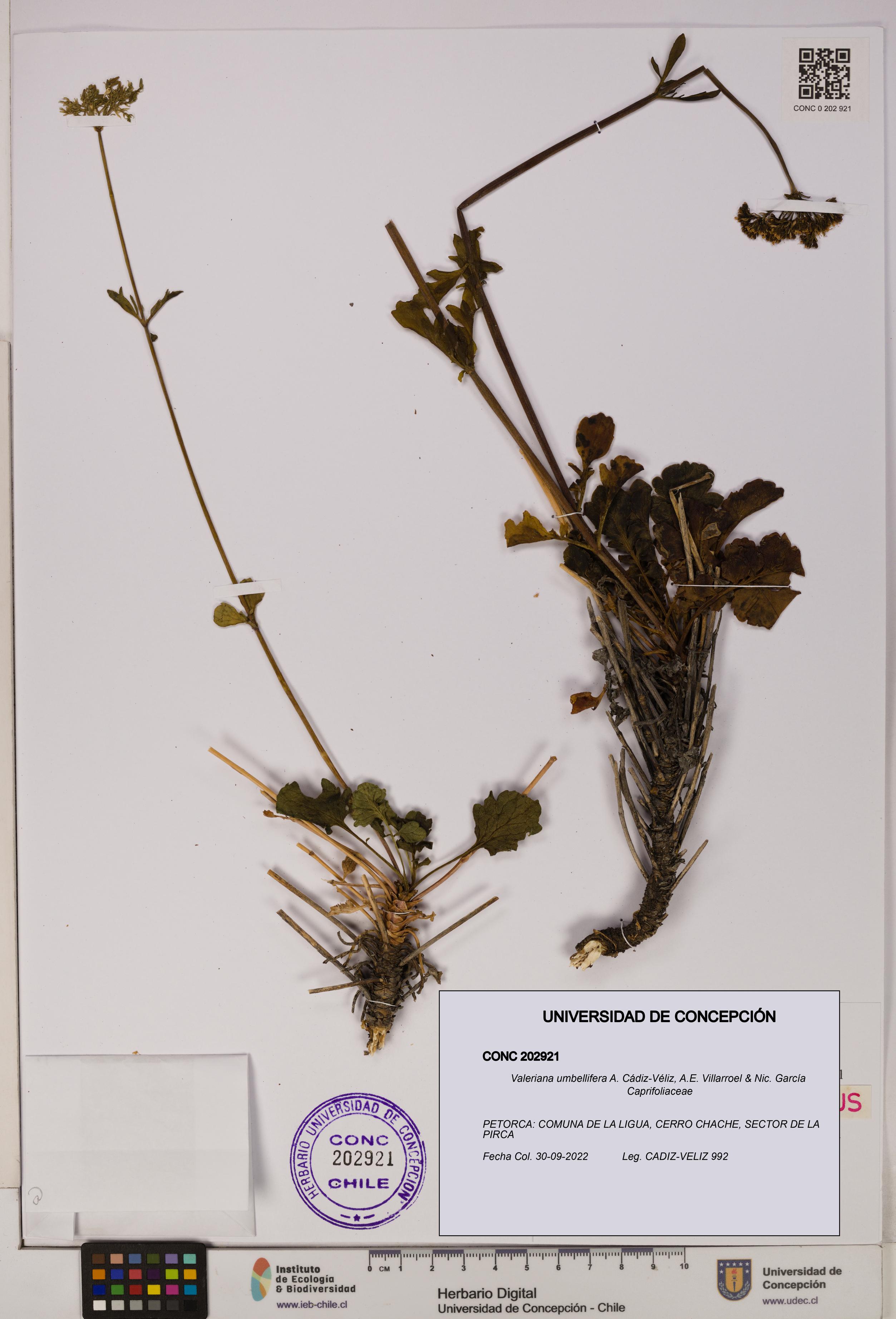 Valeriana umbellifera [Espécimen: UDEC:CONC:0202921]