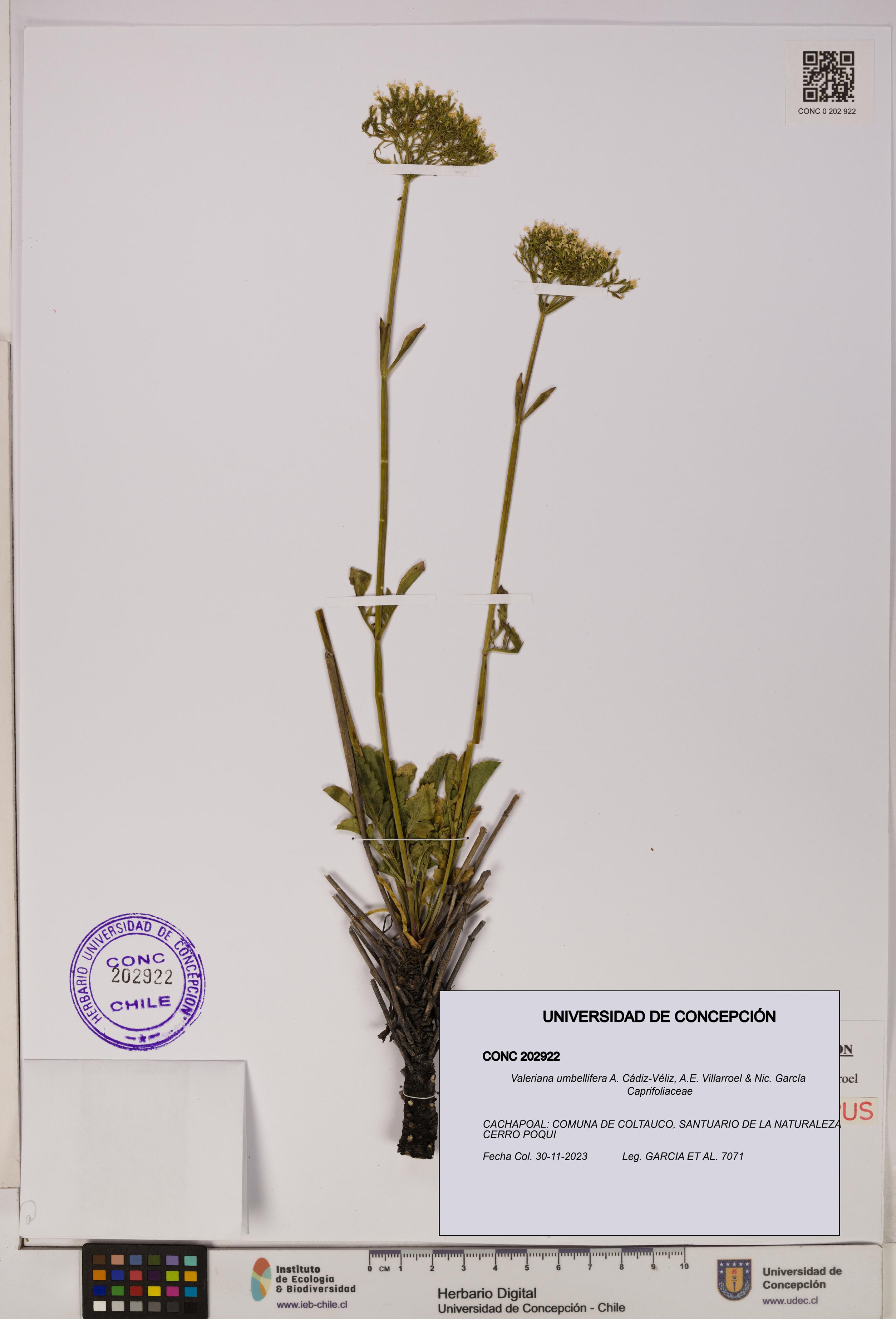 Valeriana umbellifera [Espécimen: UDEC:CONC:0202922]