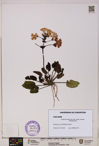 Ourisia coccinea subsp. coccinea [Espécimen: UDEC:CONC:0202926]