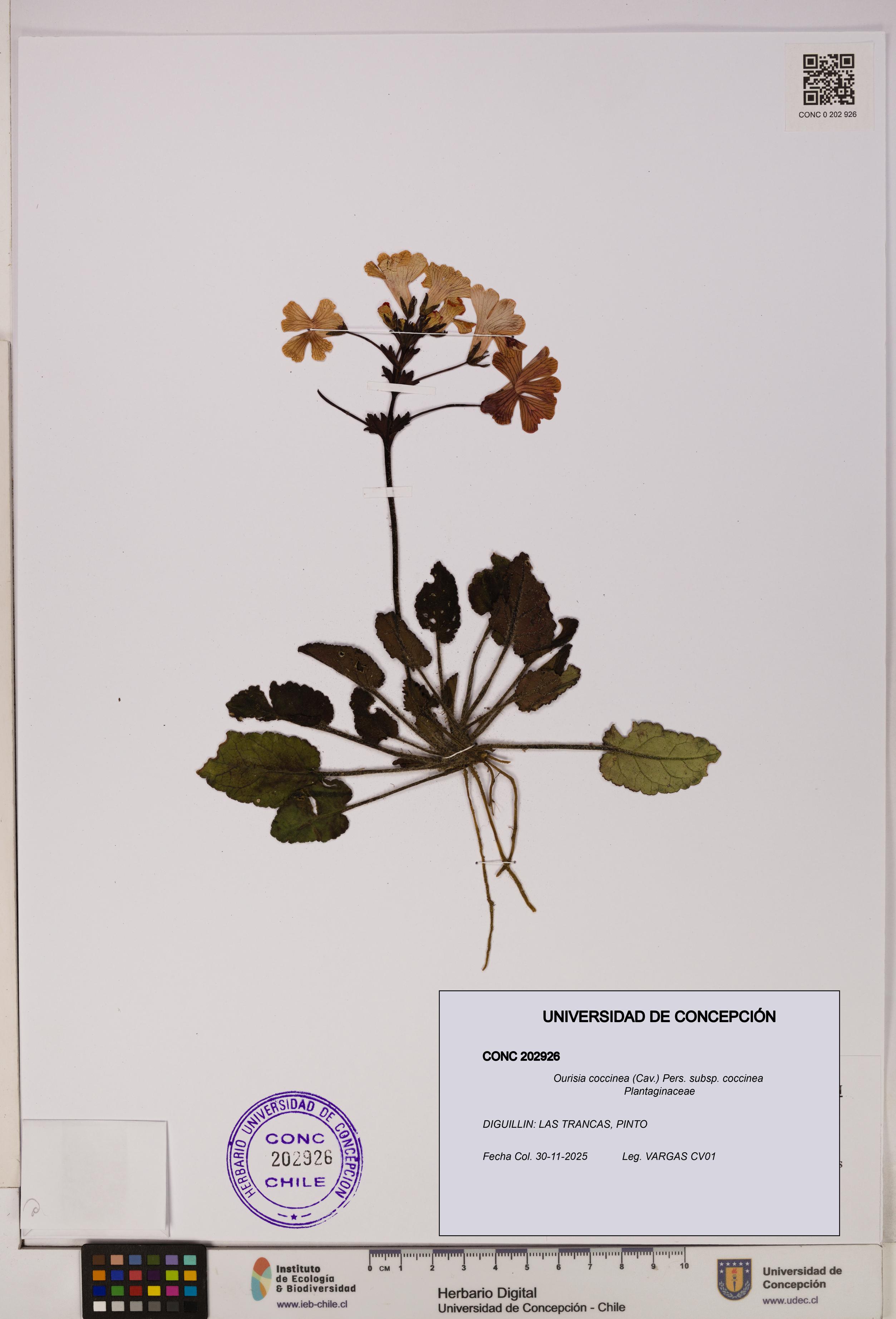 Ourisia coccinea subsp. coccinea [Espécimen: UDEC:CONC:0202926]