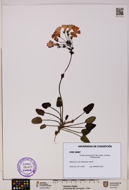 Ourisia coccinea subsp. coccinea [Espécimen: UDEC:CONC:0202927]