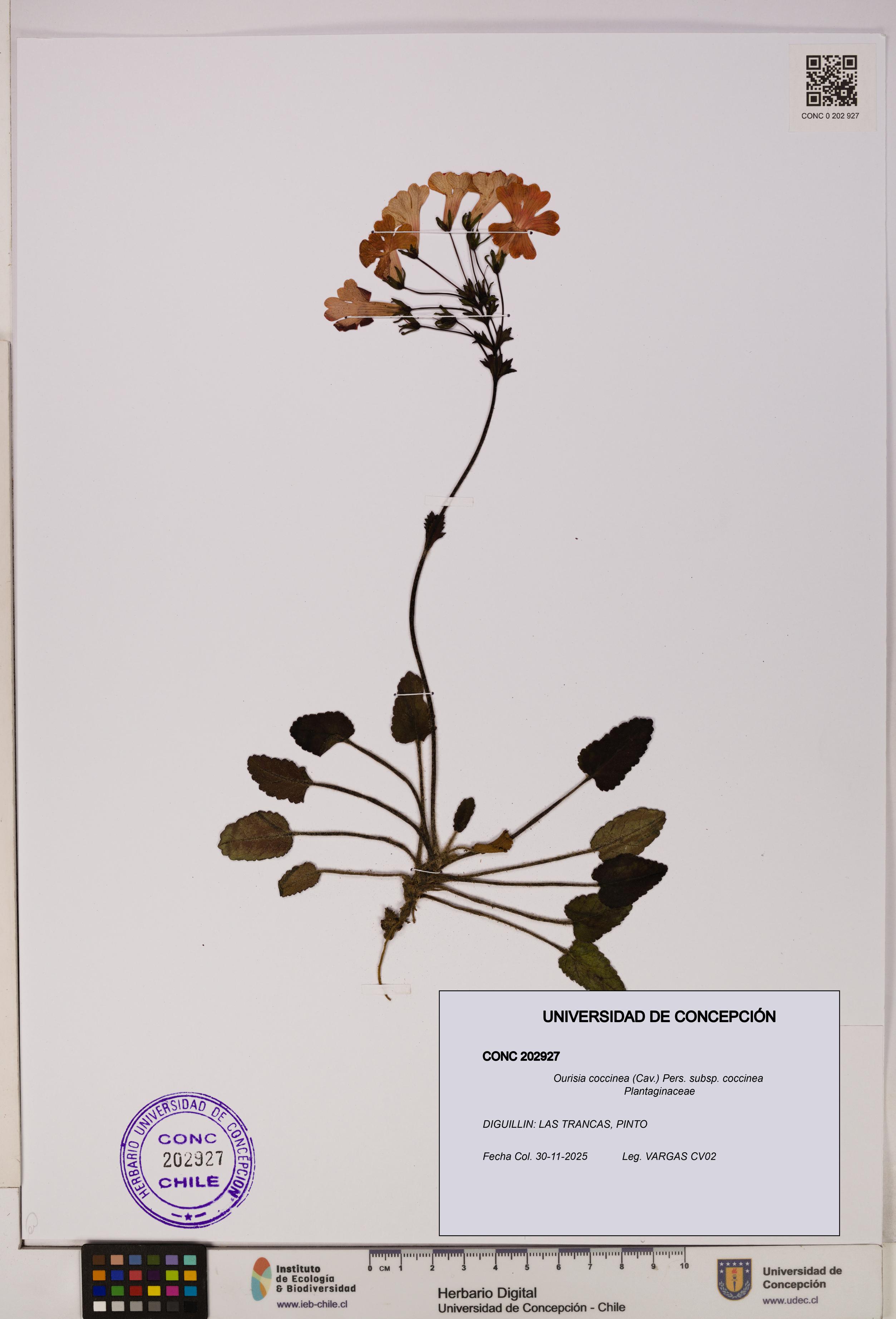 Ourisia coccinea subsp. coccinea [Espécimen: UDEC:CONC:0202927]