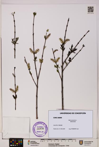 Salix purpurea [Espécimen: UDEC:CONC:0202930]