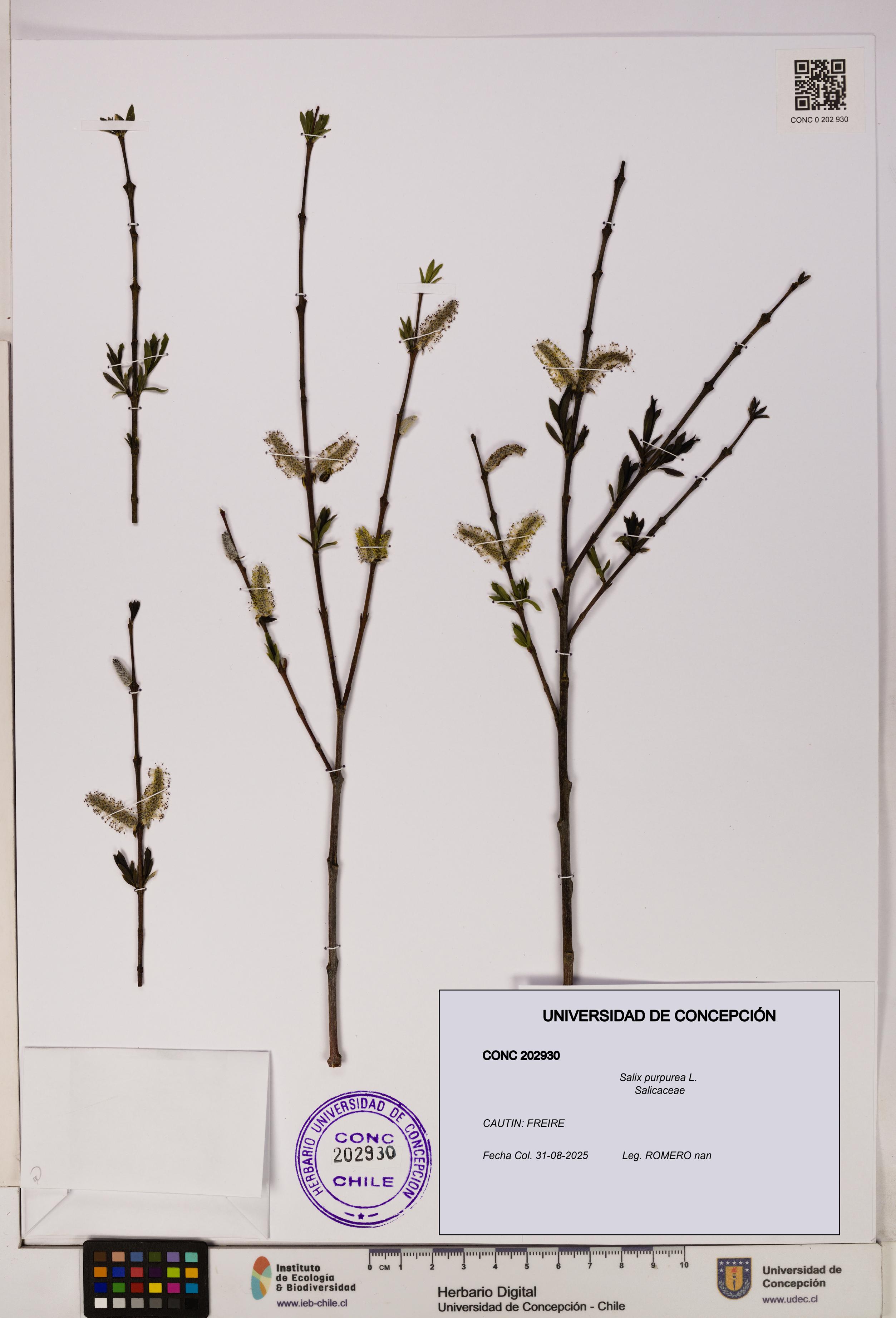 Salix purpurea [Espécimen: UDEC:CONC:0202930]