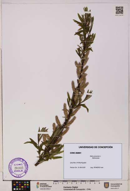 Salix purpurea [Espécimen: UDEC:CONC:0202931]