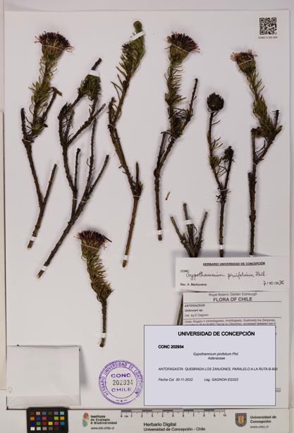 Gypothamnium pinifolium [Espécimen: UDEC:CONC:0202934]
