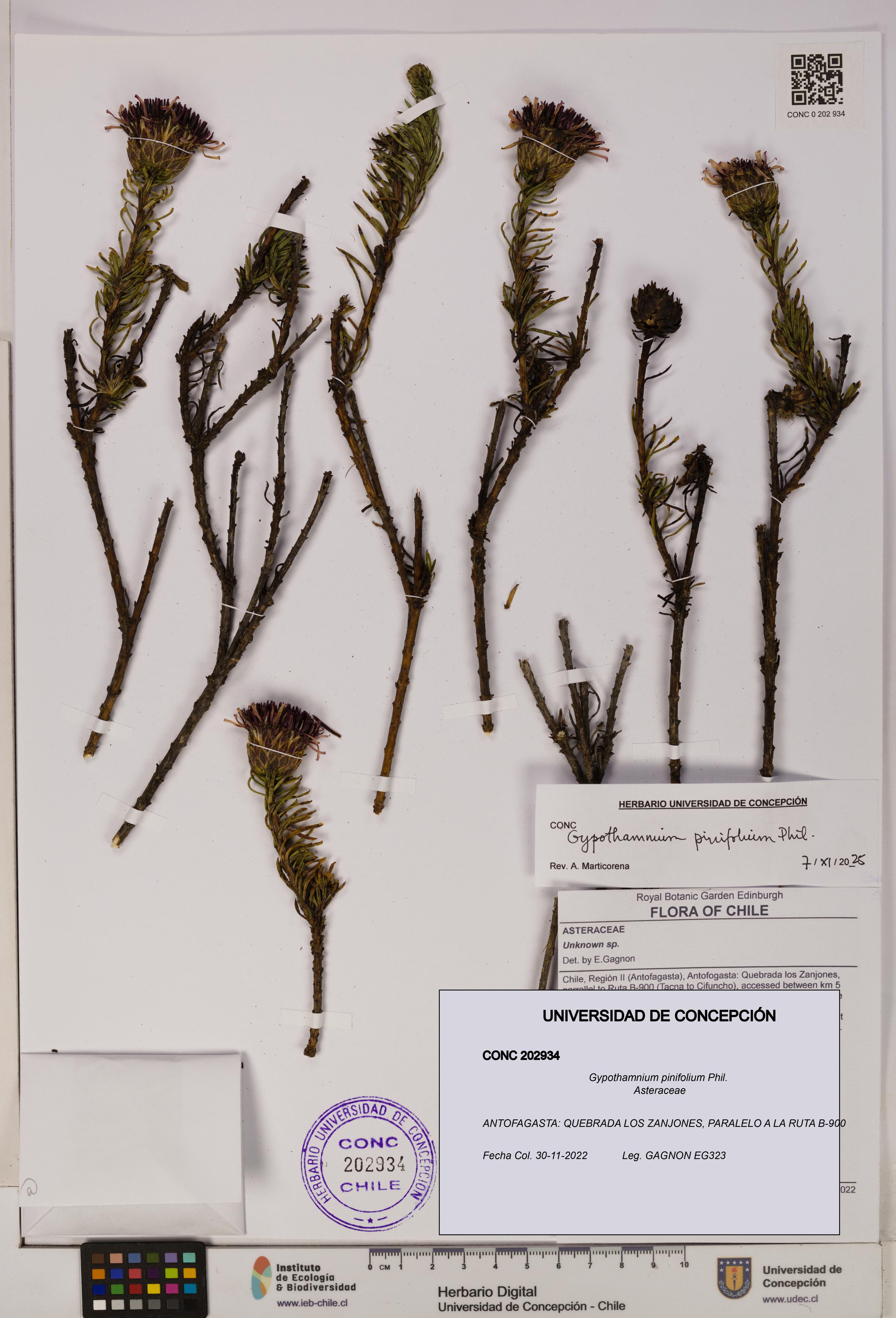 Gypothamnium pinifolium [Espécimen: UDEC:CONC:0202934]