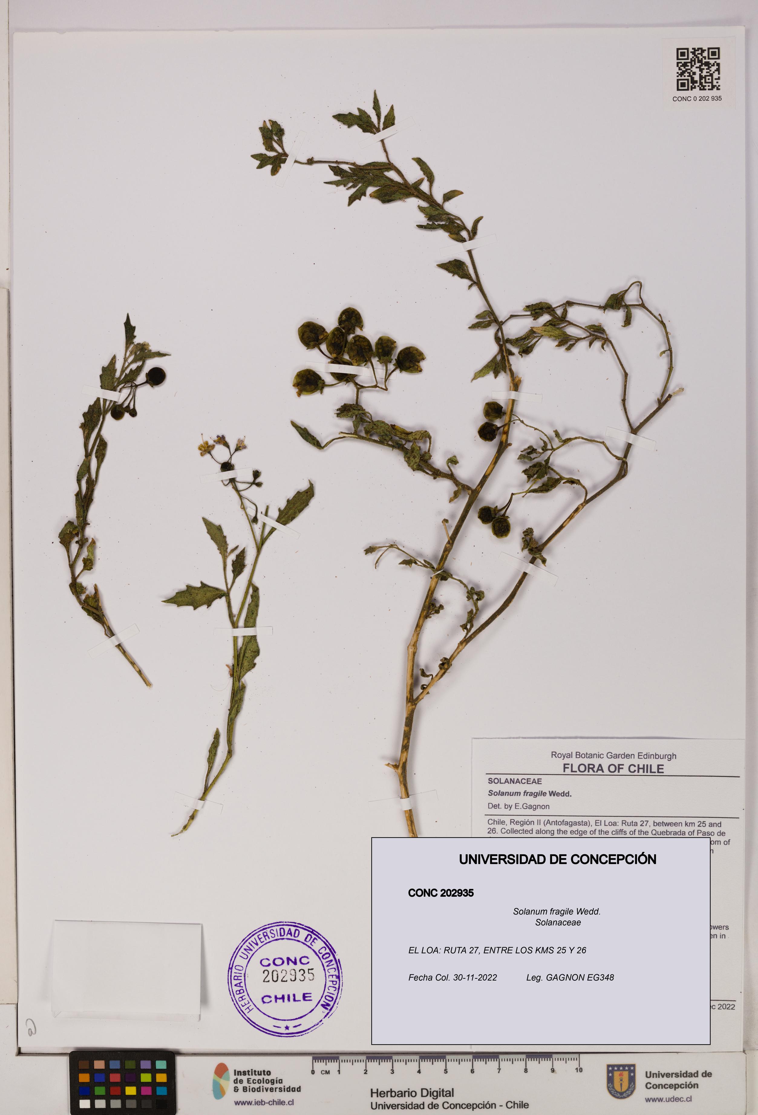 Solanum fragile [Espécimen: UDEC:CONC:0202935]