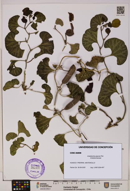 Aristolochia pearcei [Espécimen: UDEC:CONC:0202936]