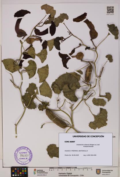 Aristolochia chilensis [Espécimen: UDEC:CONC:0202937]