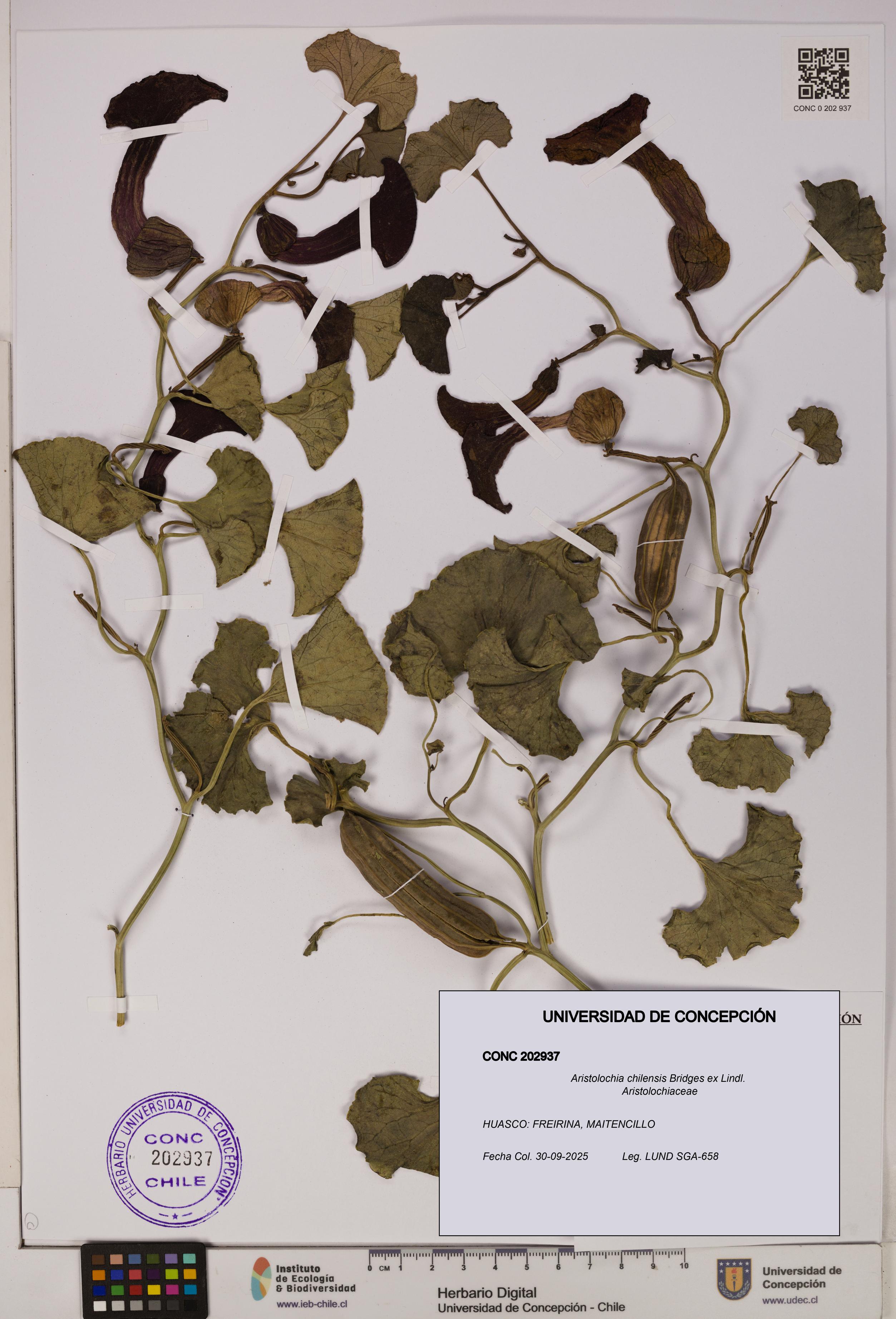 Aristolochia chilensis [Espécimen: UDEC:CONC:0202937]
