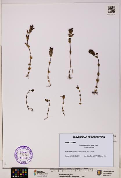 Castilleja laciniata [Espécimen: UDEC:CONC:0202938]