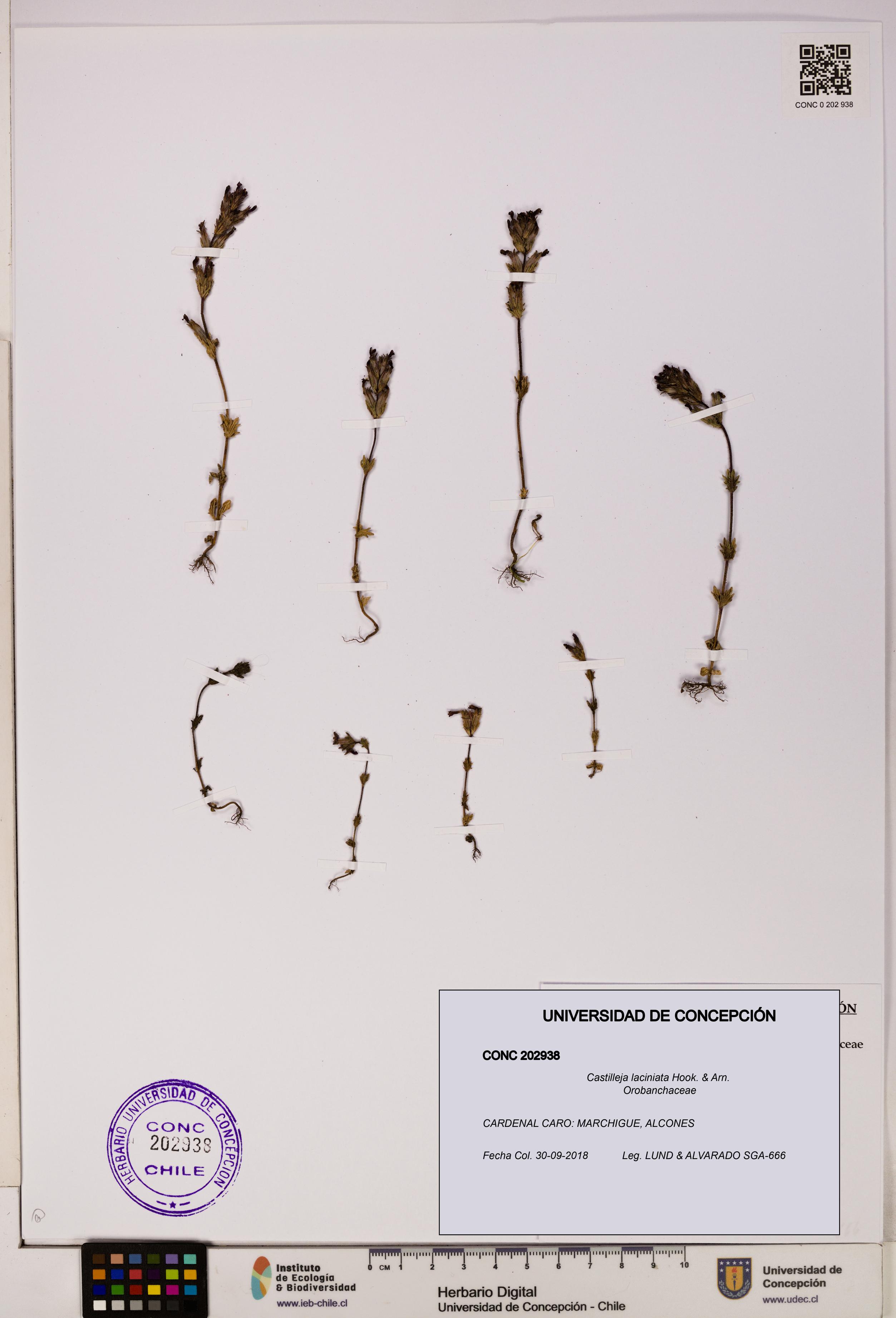 Castilleja laciniata [Espécimen: UDEC:CONC:0202938]