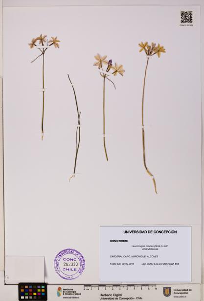 Leucocoryne ixioides [Espécimen: UDEC:CONC:0202939]