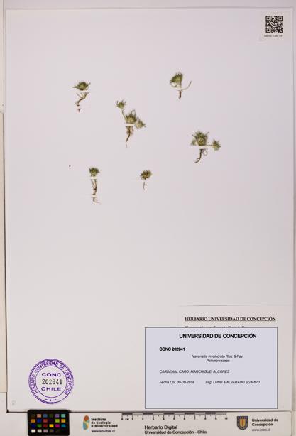 Navarretia involucrata [Espécimen: UDEC:CONC:0202941]