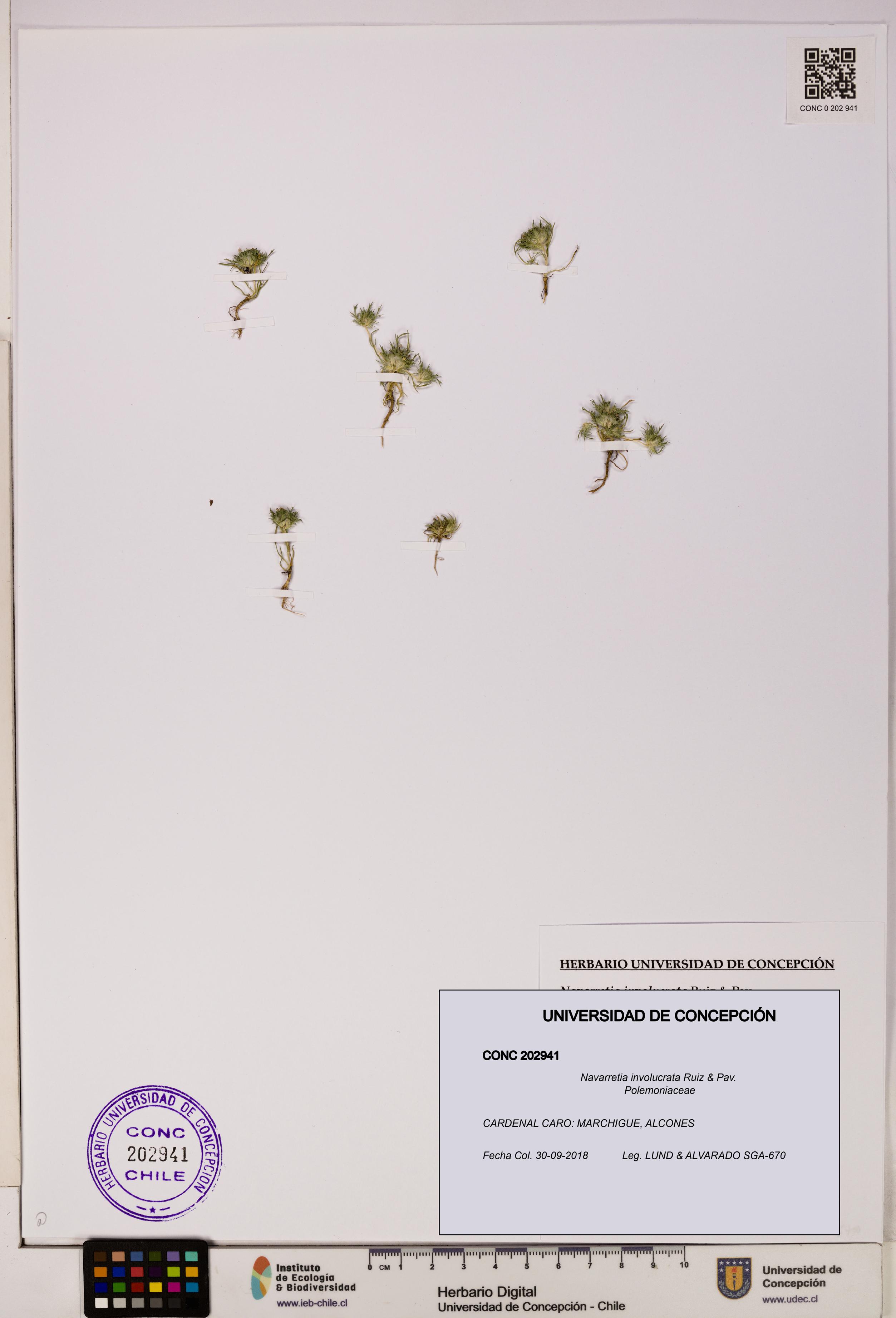 Navarretia involucrata [Espécimen: UDEC:CONC:0202941]