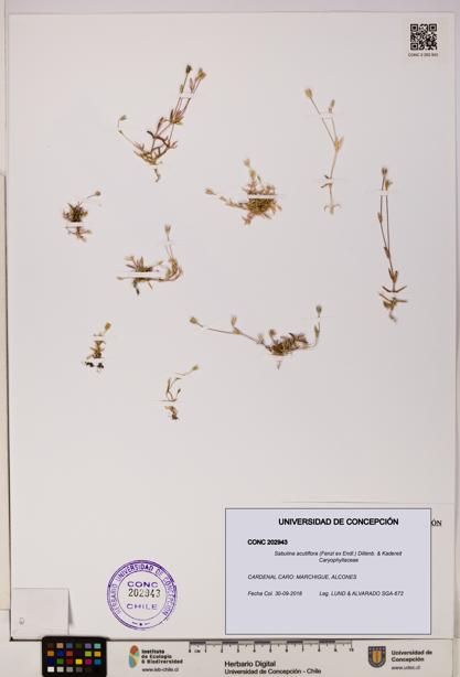 Sabulina acutiflora [Espécimen: UDEC:CONC:0202943]