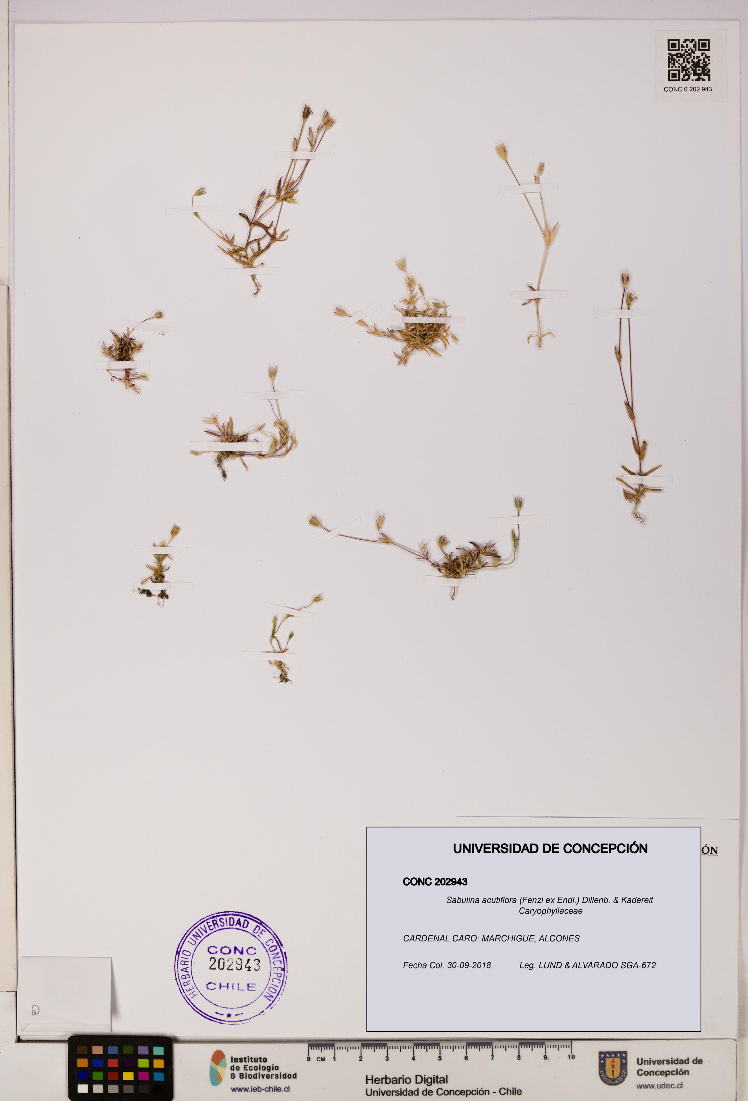 Sabulina acutiflora [Espécimen: UDEC:CONC:0202943]