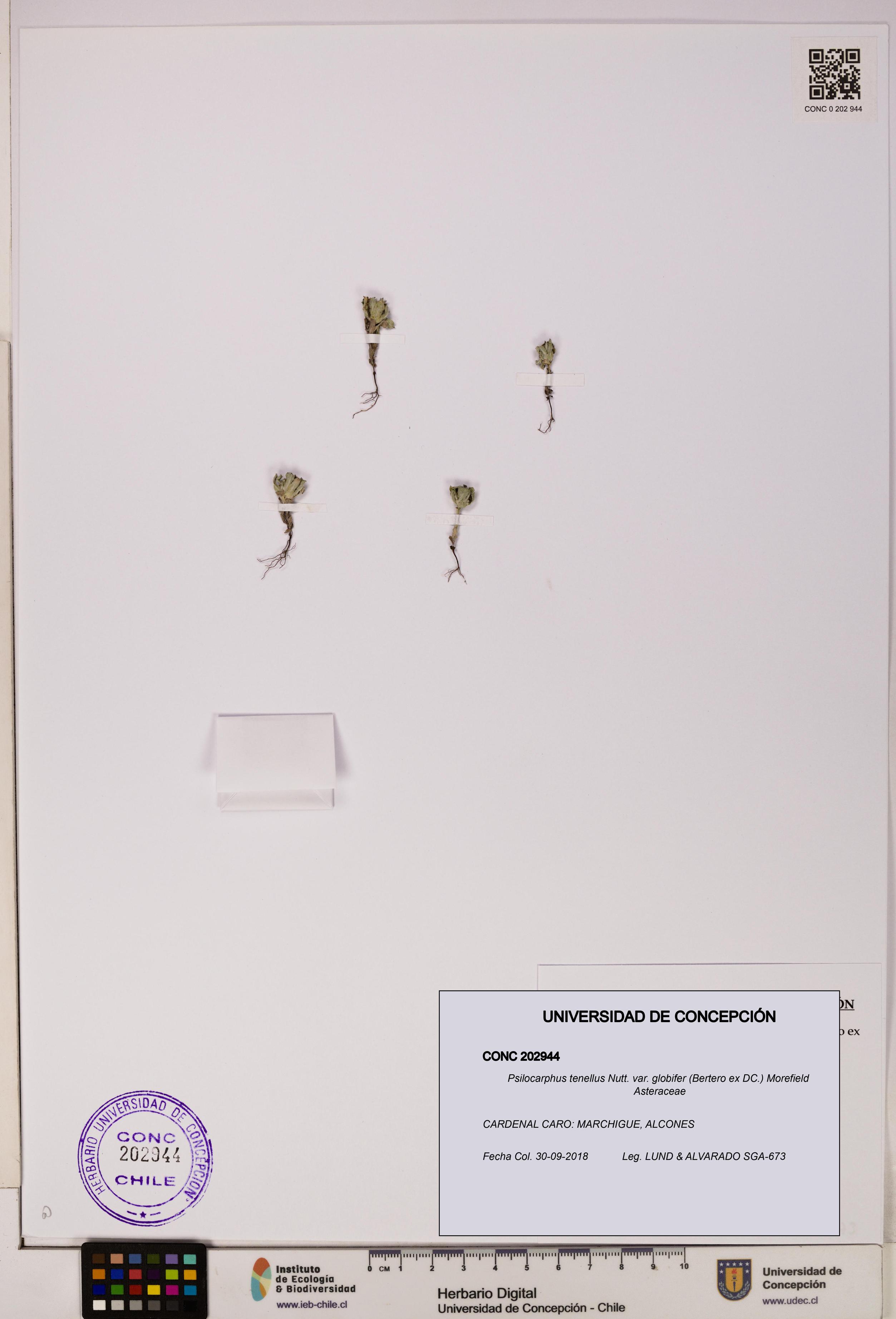 Psilocarphus tenellus var. globifer [Espécimen: ]
