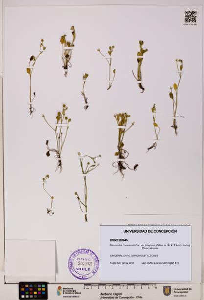 Ranunculus bonariensis var. trisepalus [Espécimen: UDEC:CONC:0202945]