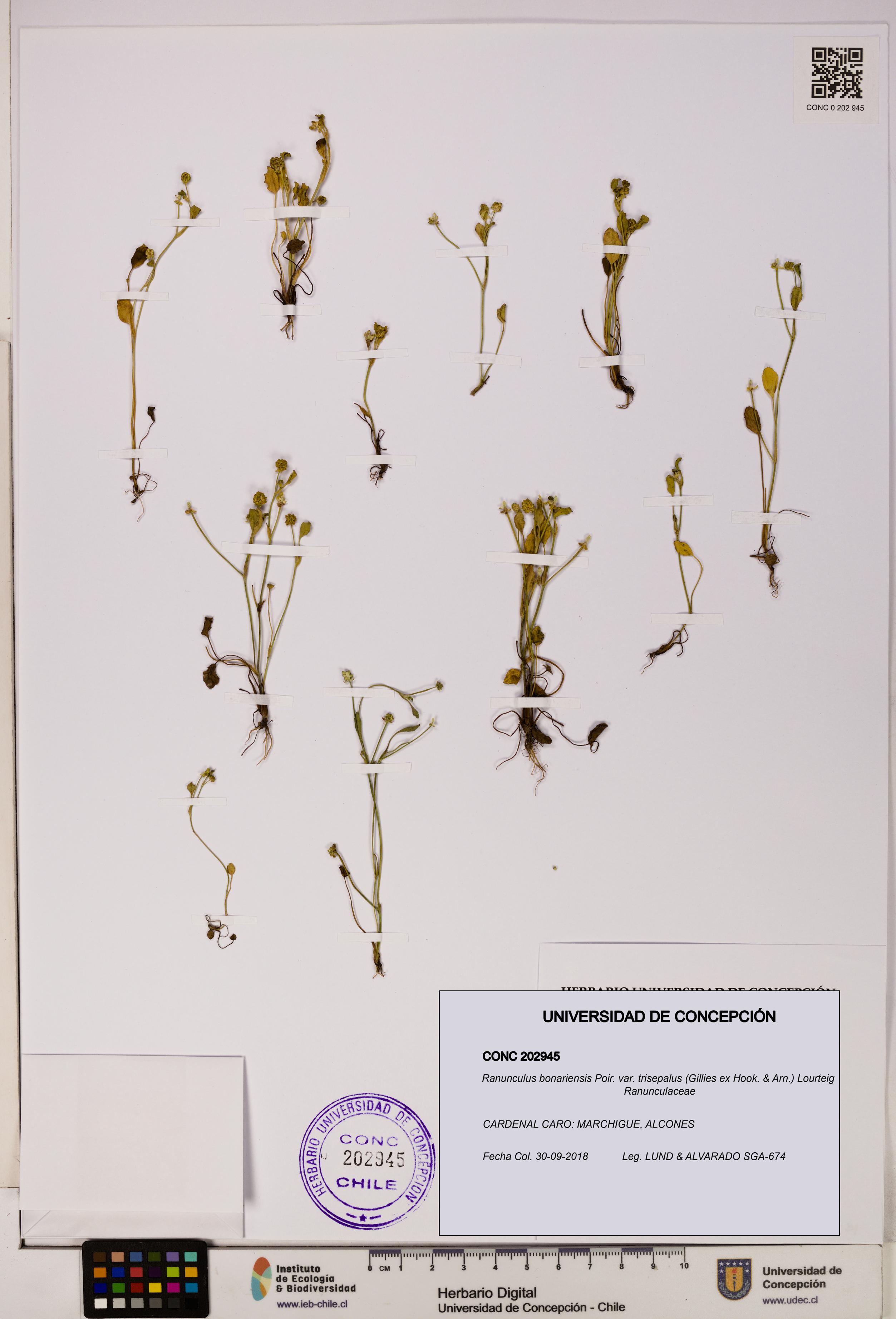 Ranunculus bonariensis var. trisepalus [Espécimen: UDEC:CONC:0202945]