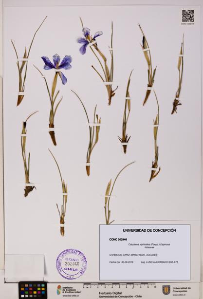 Calydorea xiphioides [Espécimen: UDEC:CONC:0202946]