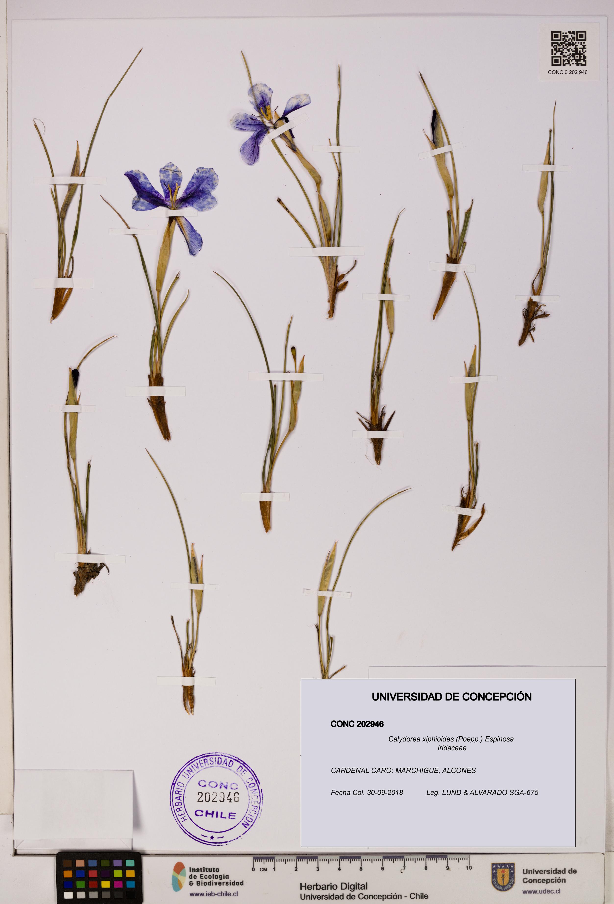 Calydorea xiphioides [Espécimen: UDEC:CONC:0202946]