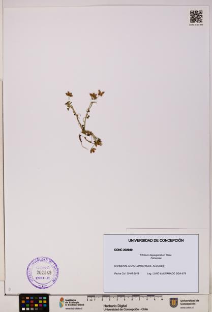 Trifolium depauperatum [Espécimen: UDEC:CONC:0202949]