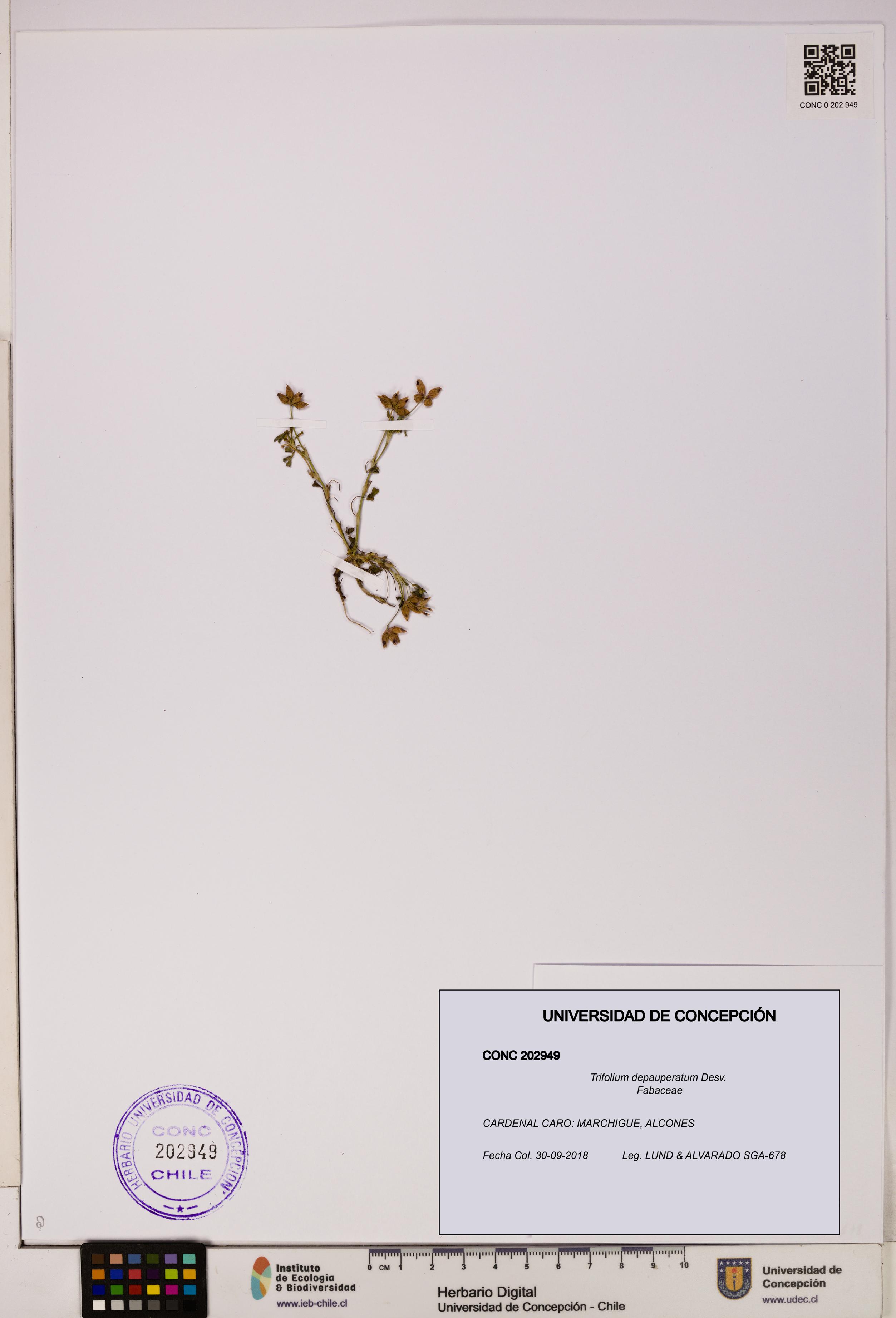 Trifolium depauperatum [Espécimen: UDEC:CONC:0202949]