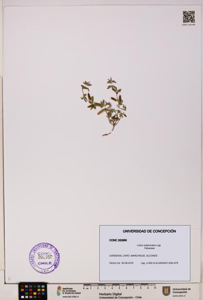 Lotus subpinnatus [Espécimen: UDEC:CONC:0202950]