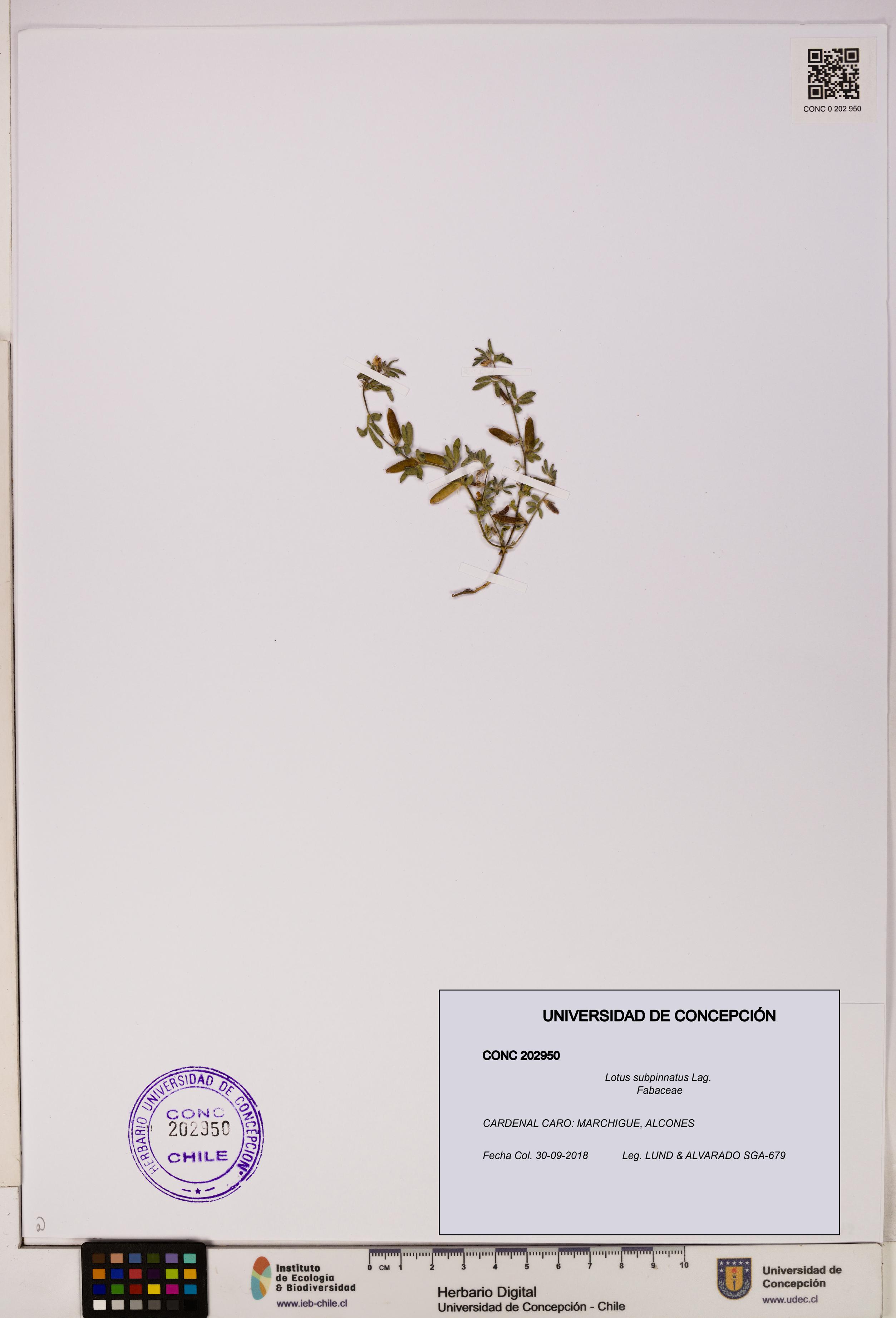 Lotus subpinnatus [Espécimen: UDEC:CONC:0202950]