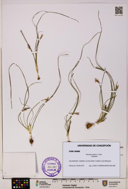 Romulea rosea [Espécimen: UDEC:CONC:0202952]