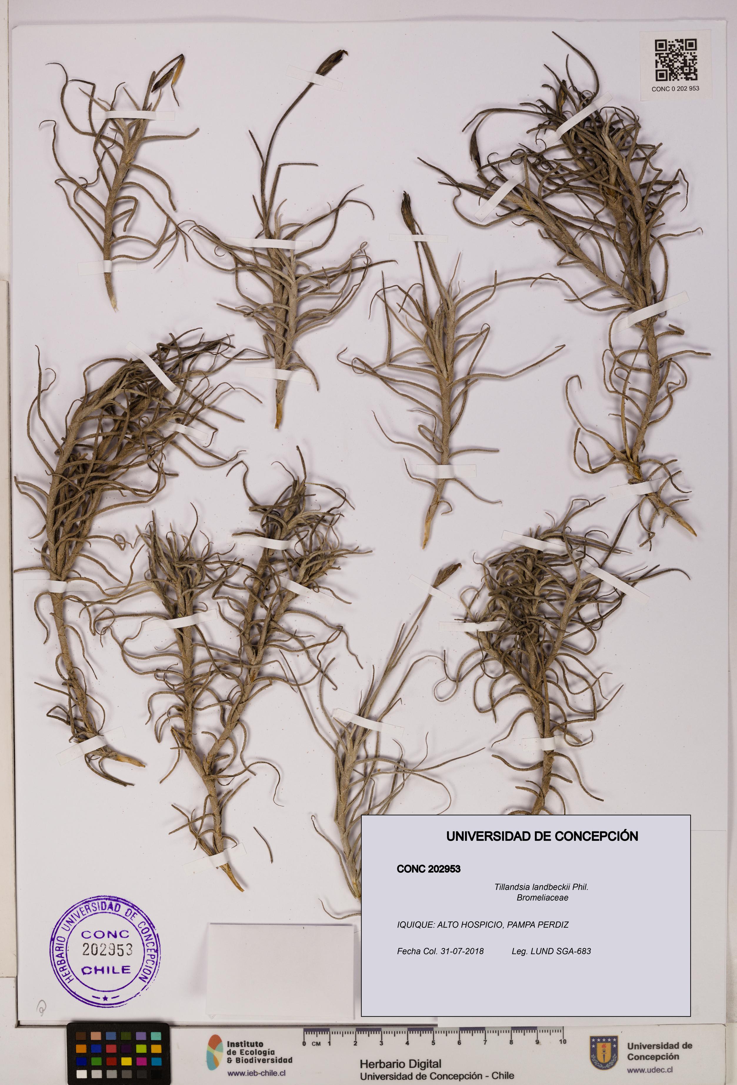 Tillandsia landbeckii [Espécimen: UDEC:CONC:0202953]