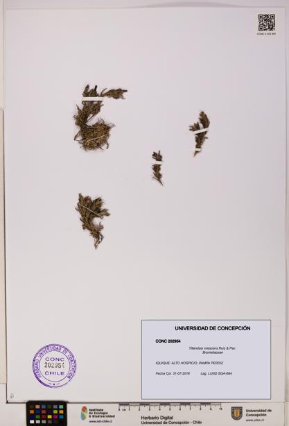 Tillandsia virescens [Espécimen: UDEC:CONC:0202954]