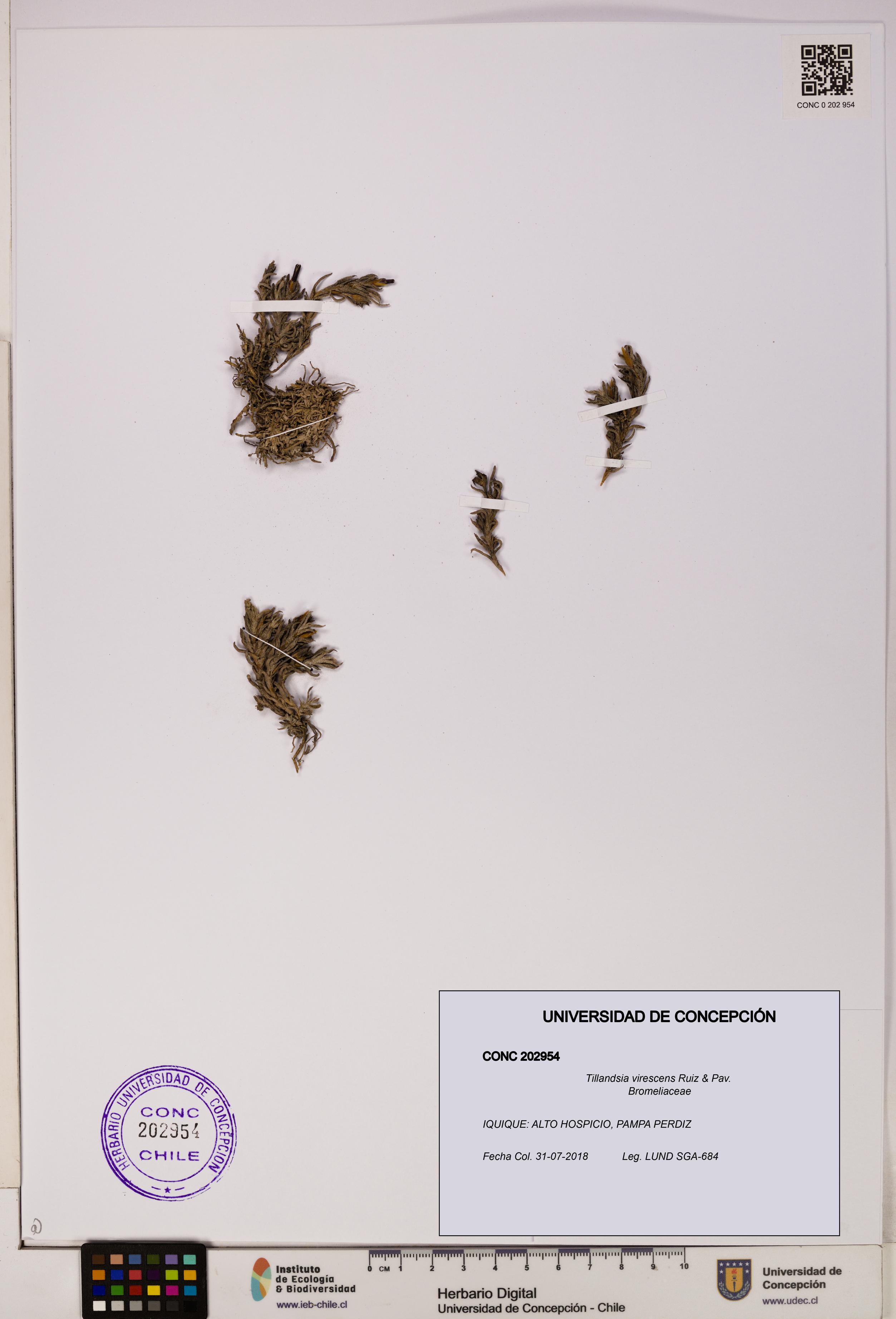 Tillandsia virescens [Espécimen: UDEC:CONC:0202954]