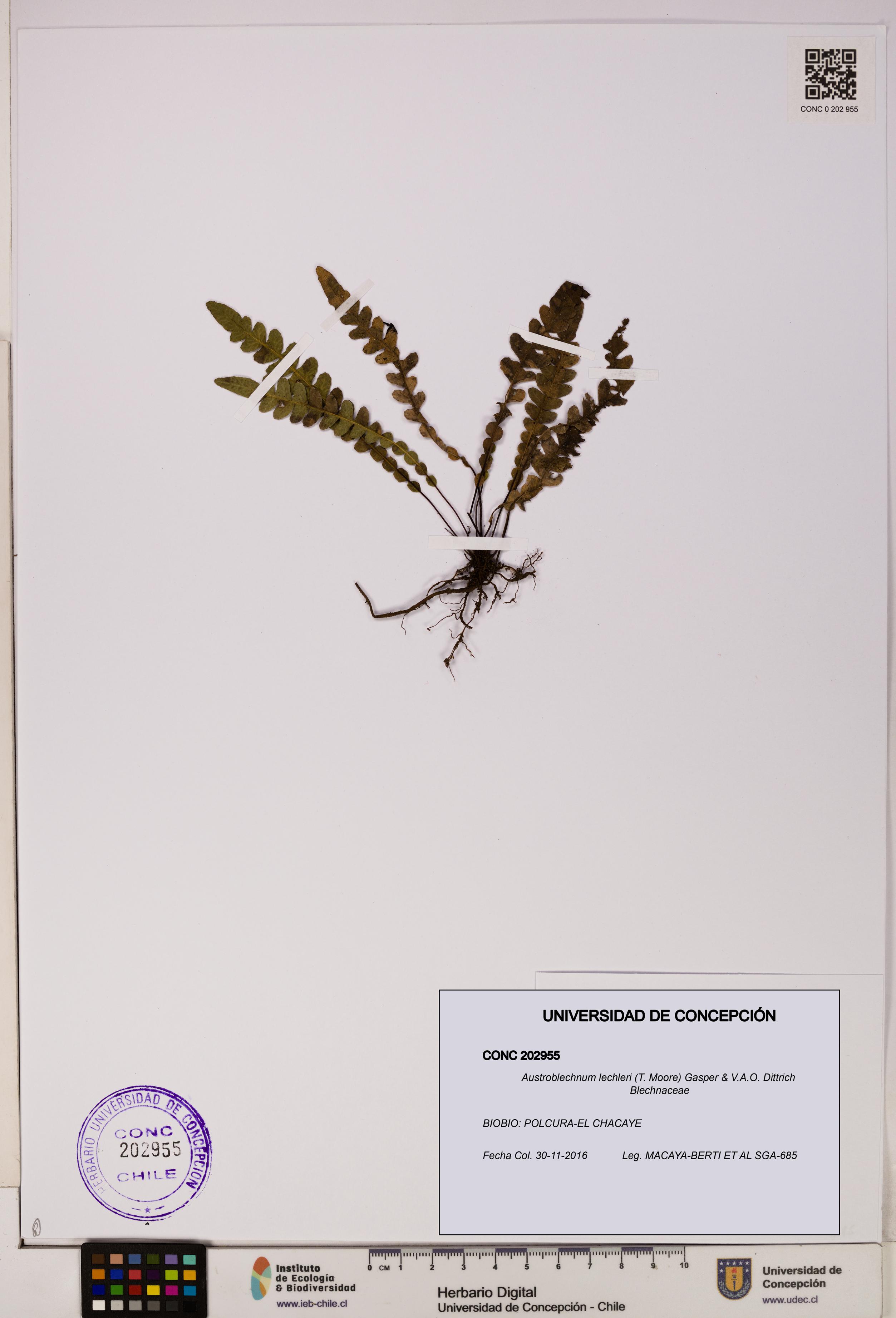 Austroblechnum lechleri [Espécimen: UDEC:CONC:0202955]