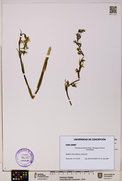 Chloraea parviflora [Espécimen: UDEC:CONC:0202957]