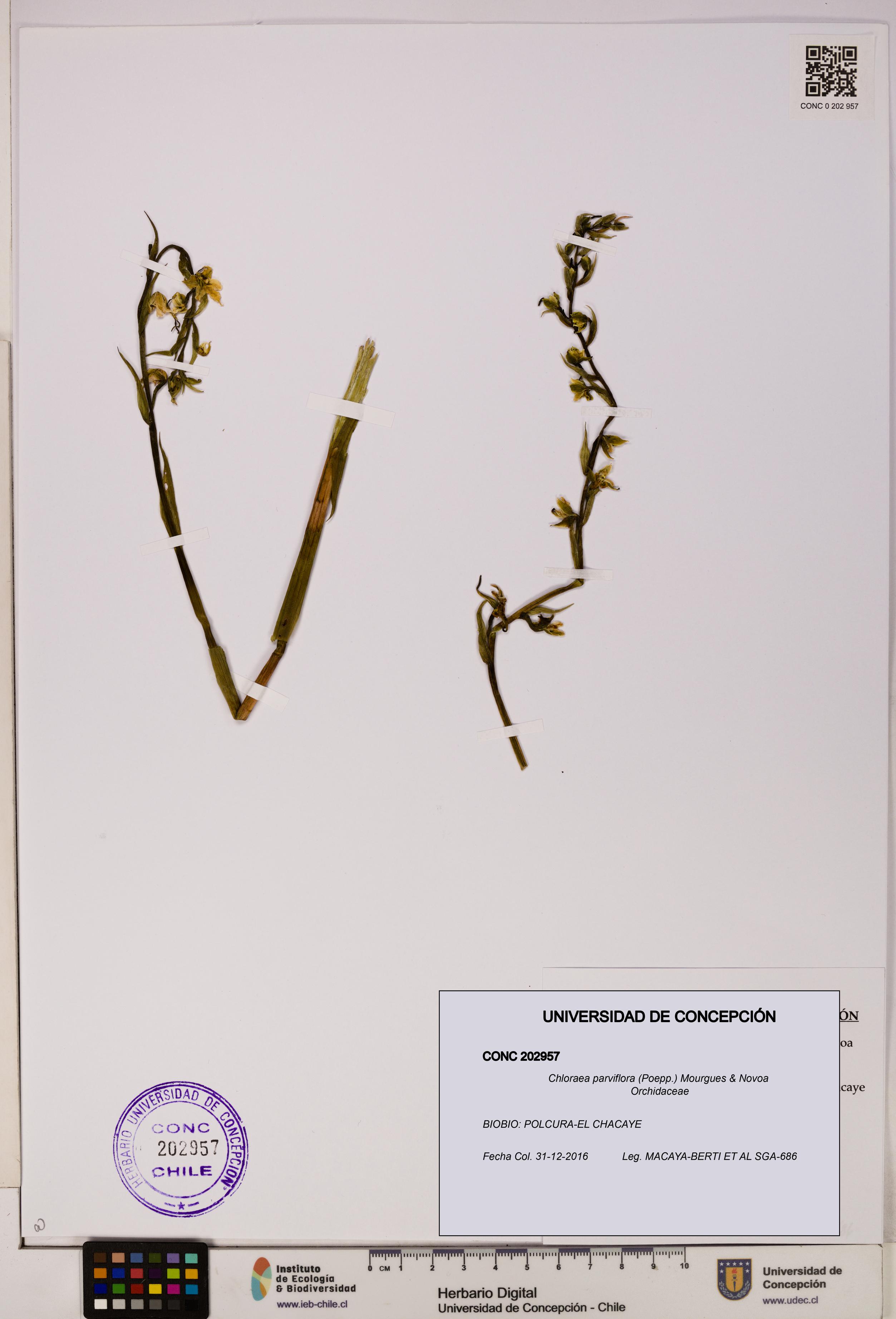 Chloraea parviflora [Espécimen: UDEC:CONC:0202957]