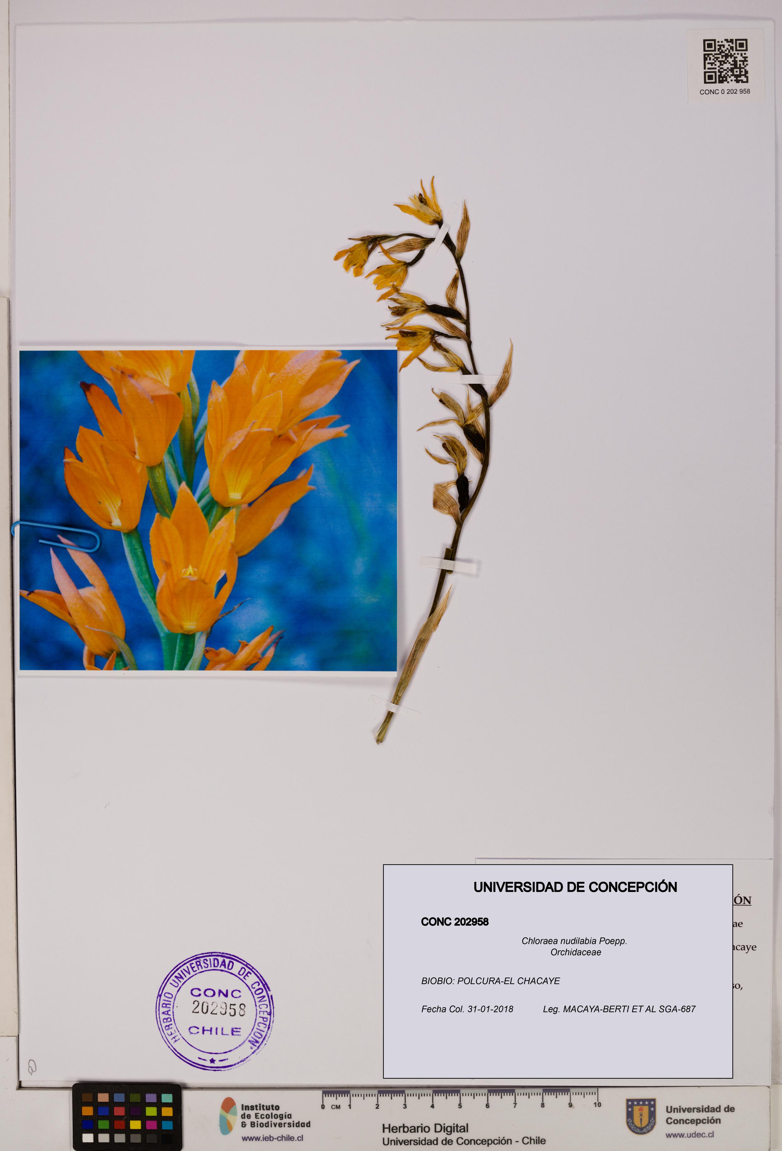 Chloraea nudilabia [Espécimen: UDEC:CONC:0202958]