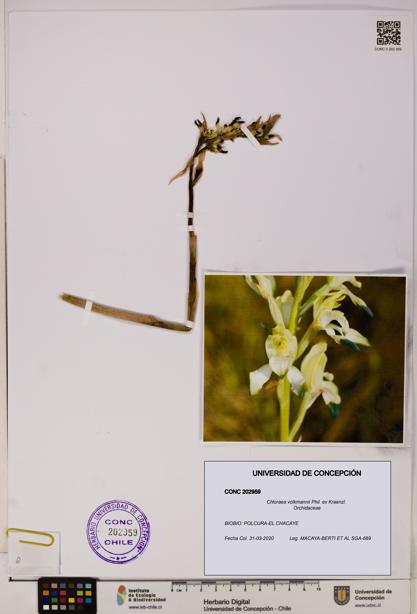 Chloraea volkmannii [Espécimen: UDEC:CONC:0202959]