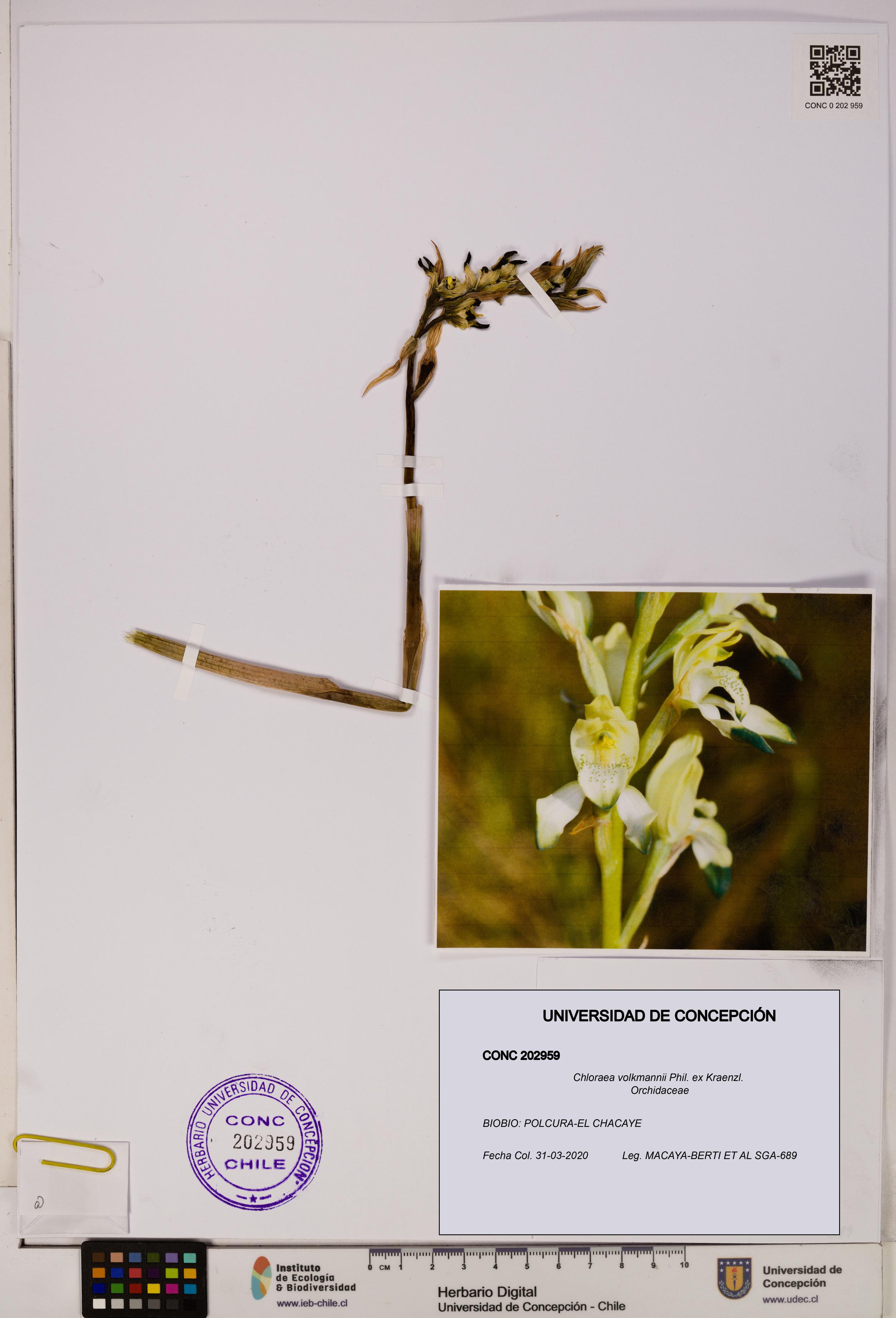 Chloraea volkmannii [Espécimen: UDEC:CONC:0202959]