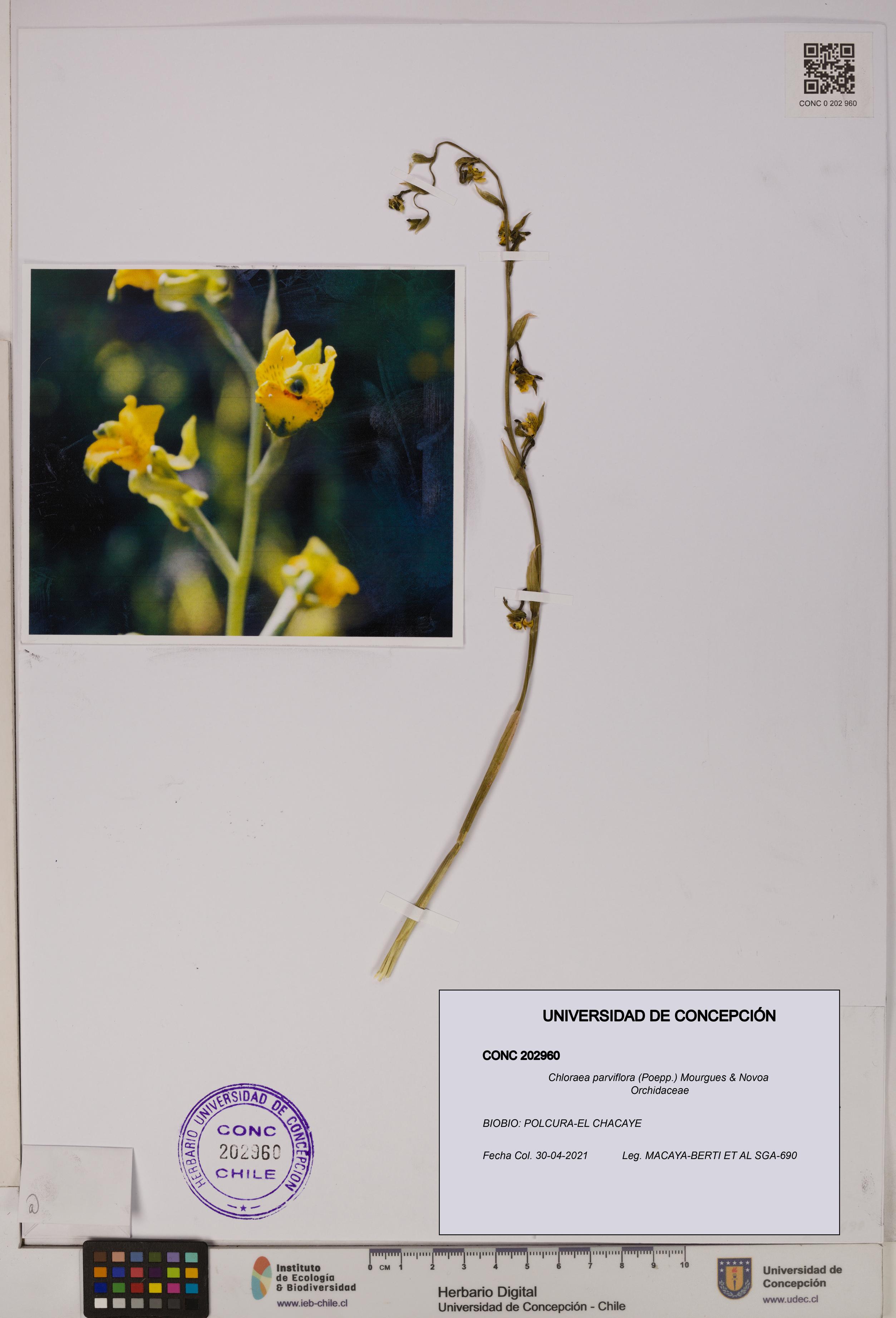 Chloraea parviflora [Espécimen: UDEC:CONC:0202960]