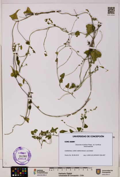 Dioscorea humifusa var. humifusa [Espécimen: UDEC:CONC:0202961]